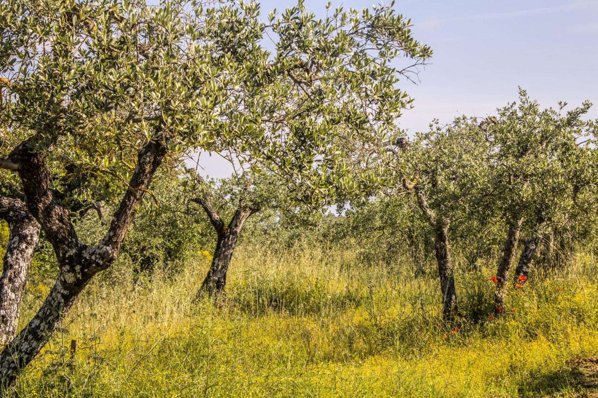 Agriturismo Dandelion Citta della Pieve Ngoại thất bức ảnh